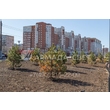 armadasvet_IMG_0597