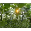 94e033f7-aef3-41b9-a0ea-f3e4accc78ea_tk_industri_barnaul_ogurec1